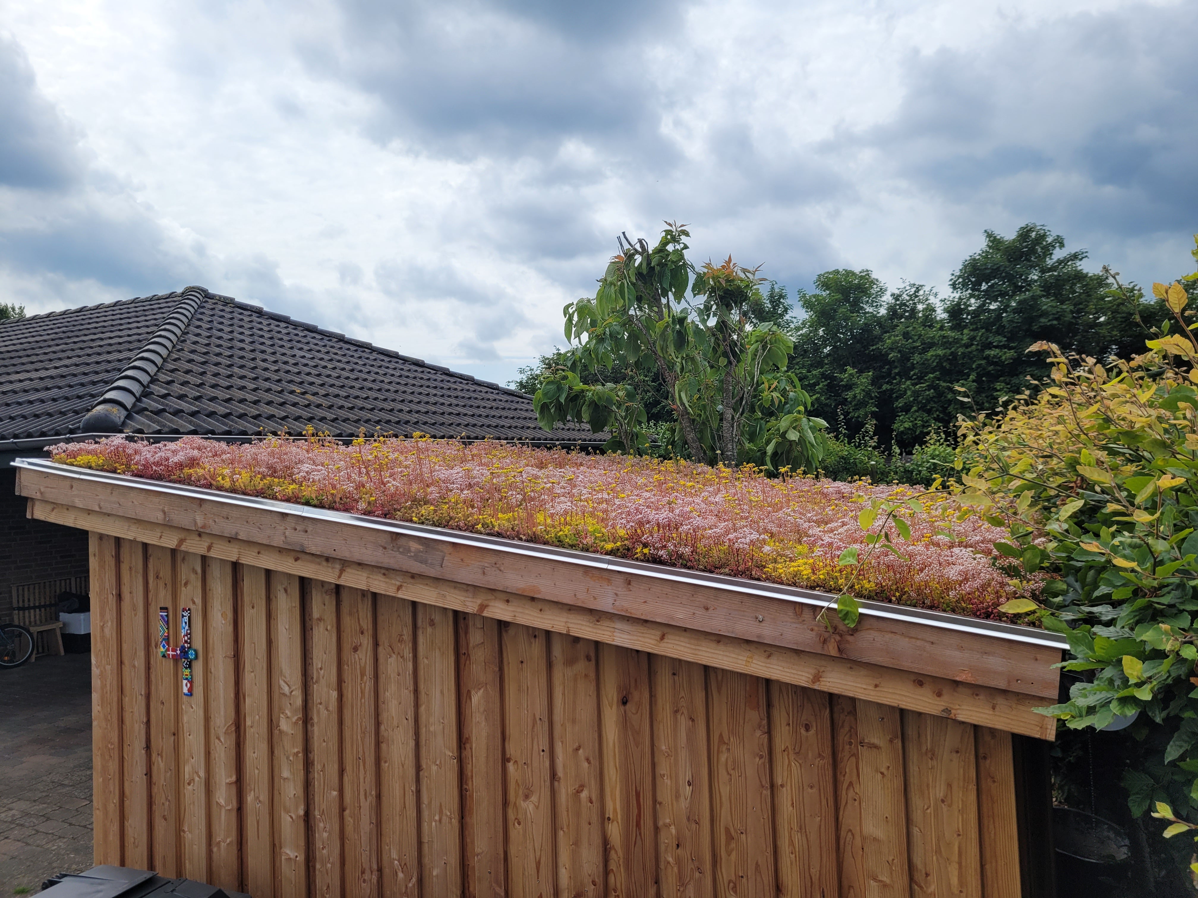 Sedumtag på Shelter