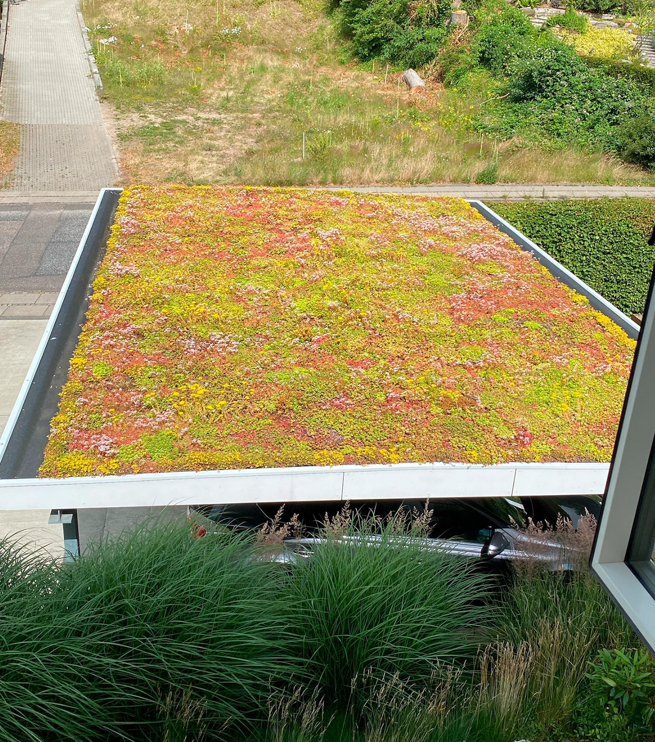 Ecoflora Sedumbakke (0-45 gr °)