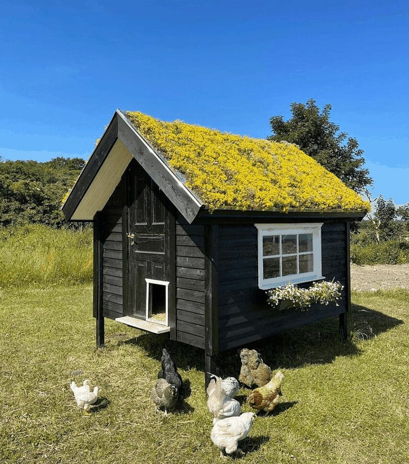 Hønsehus med Sedumtag