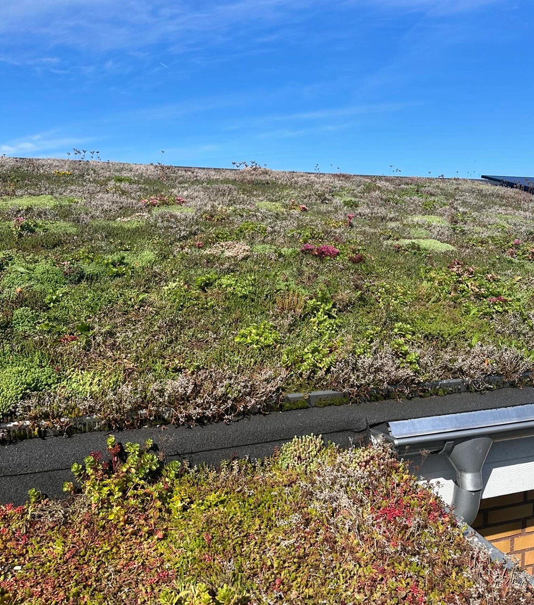 Sedumtag hos Growtek