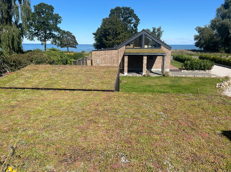 Sedumtag i Strøby