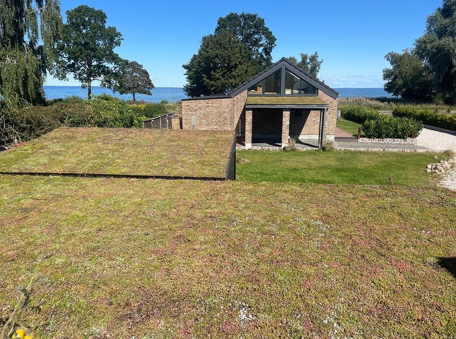 Sedumtag i Strøby