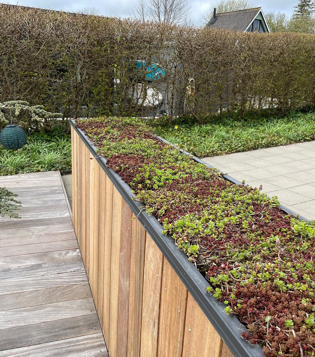 Sedumbakker i højbed