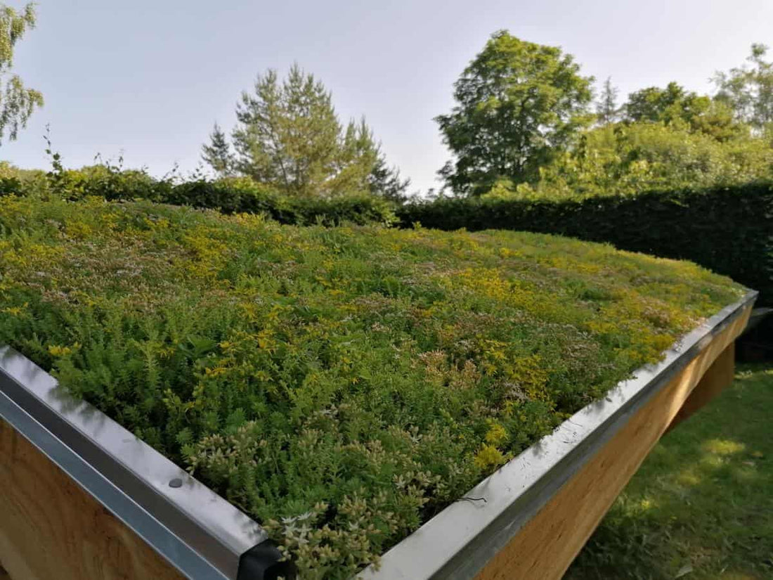 Gør det selv med sedum - Sådan laver du dit nye grønne tag