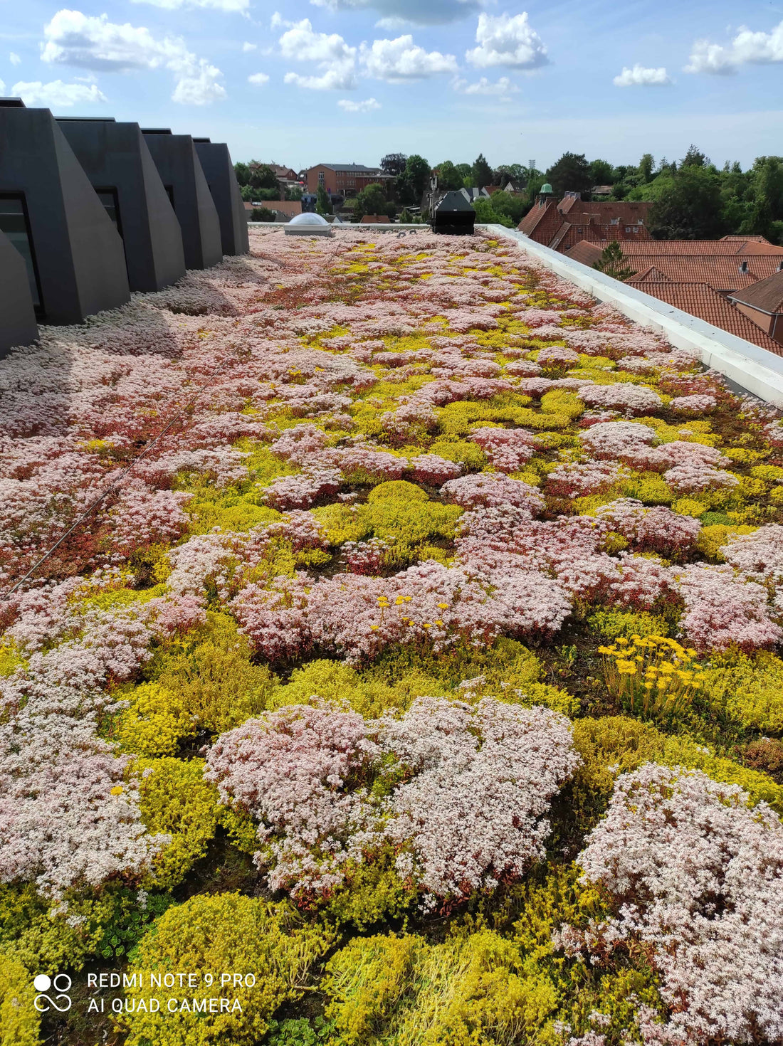 Stigende popularitet indenfor grønne tage