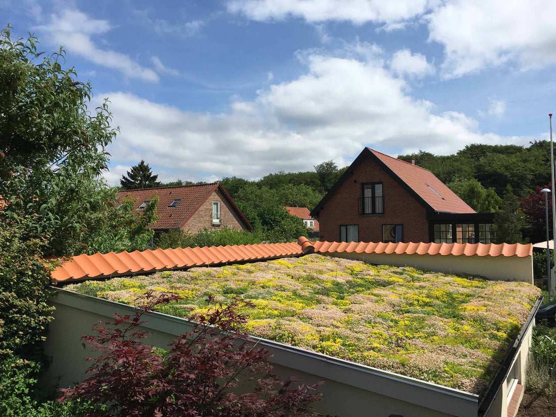 Hvad koster et Sedumtag? Find ud af det her