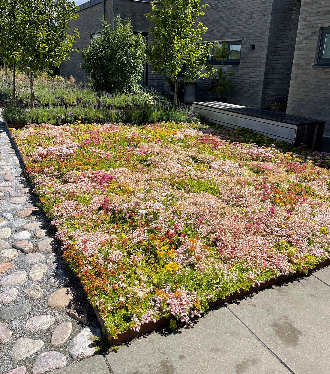 Sedummåtter i haven