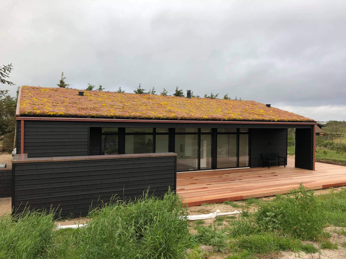 Sedumtag på moderne sommerhus