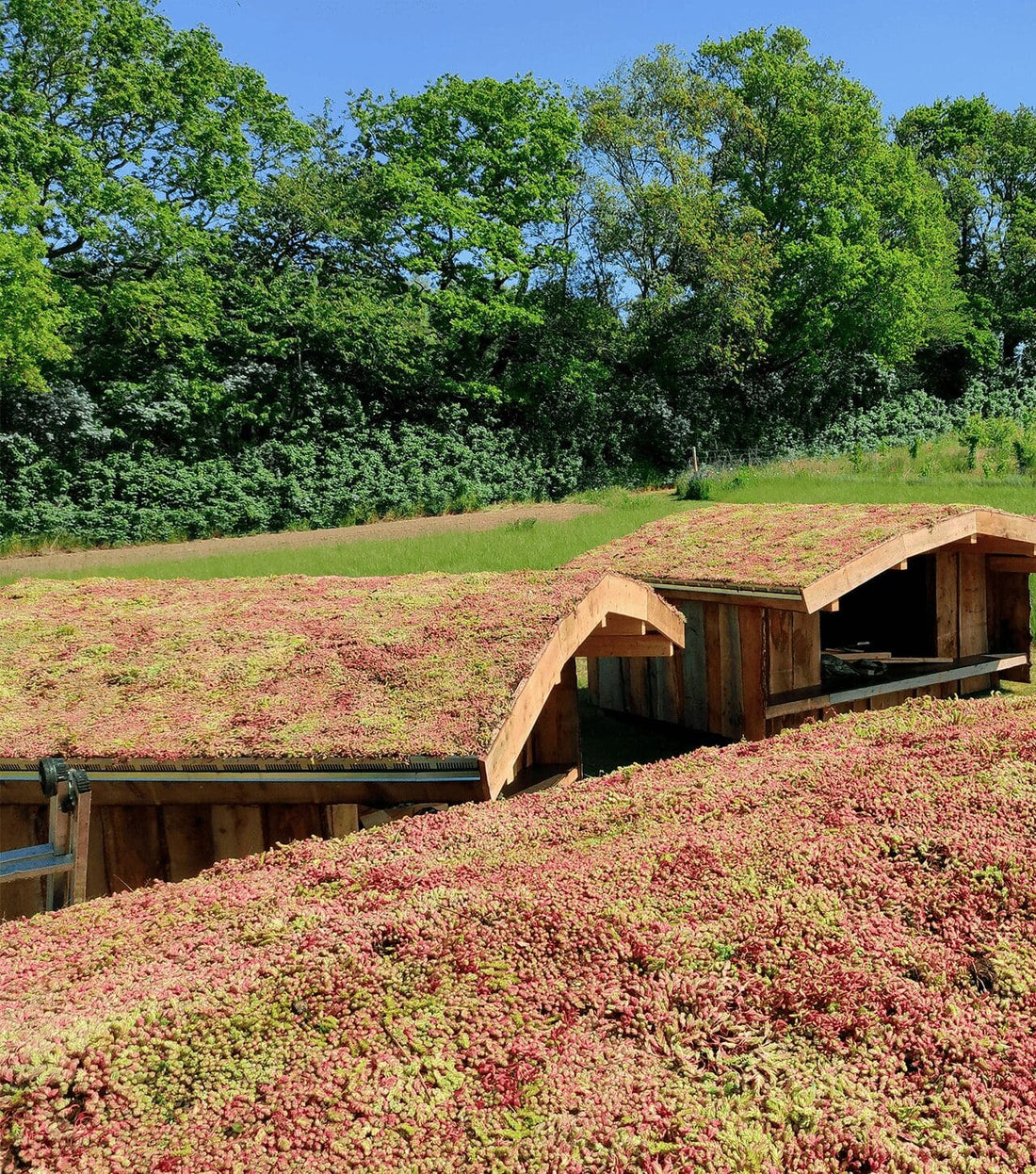 Hvorfor bør du vælge et grønt tag?