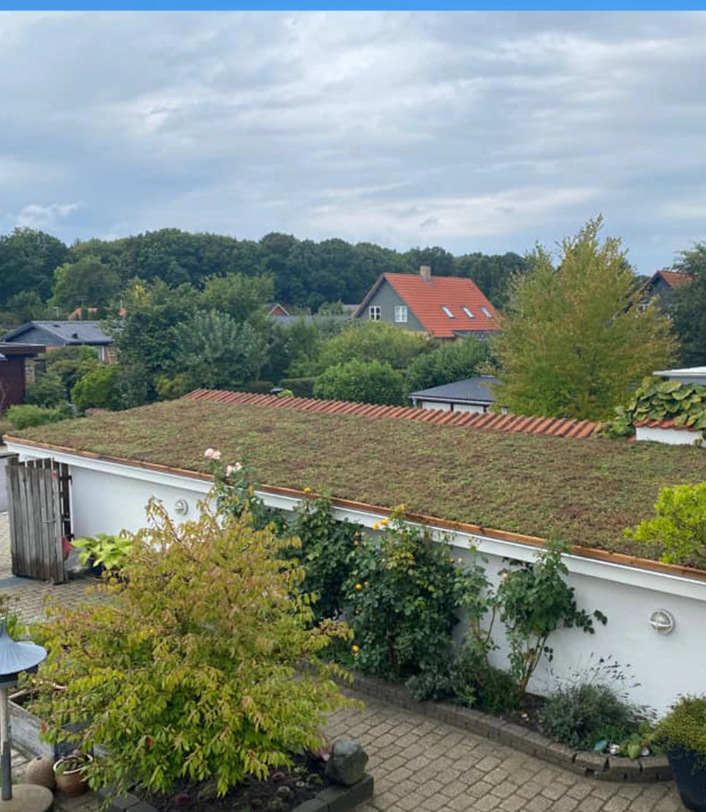 Sedumtag på tilbygning