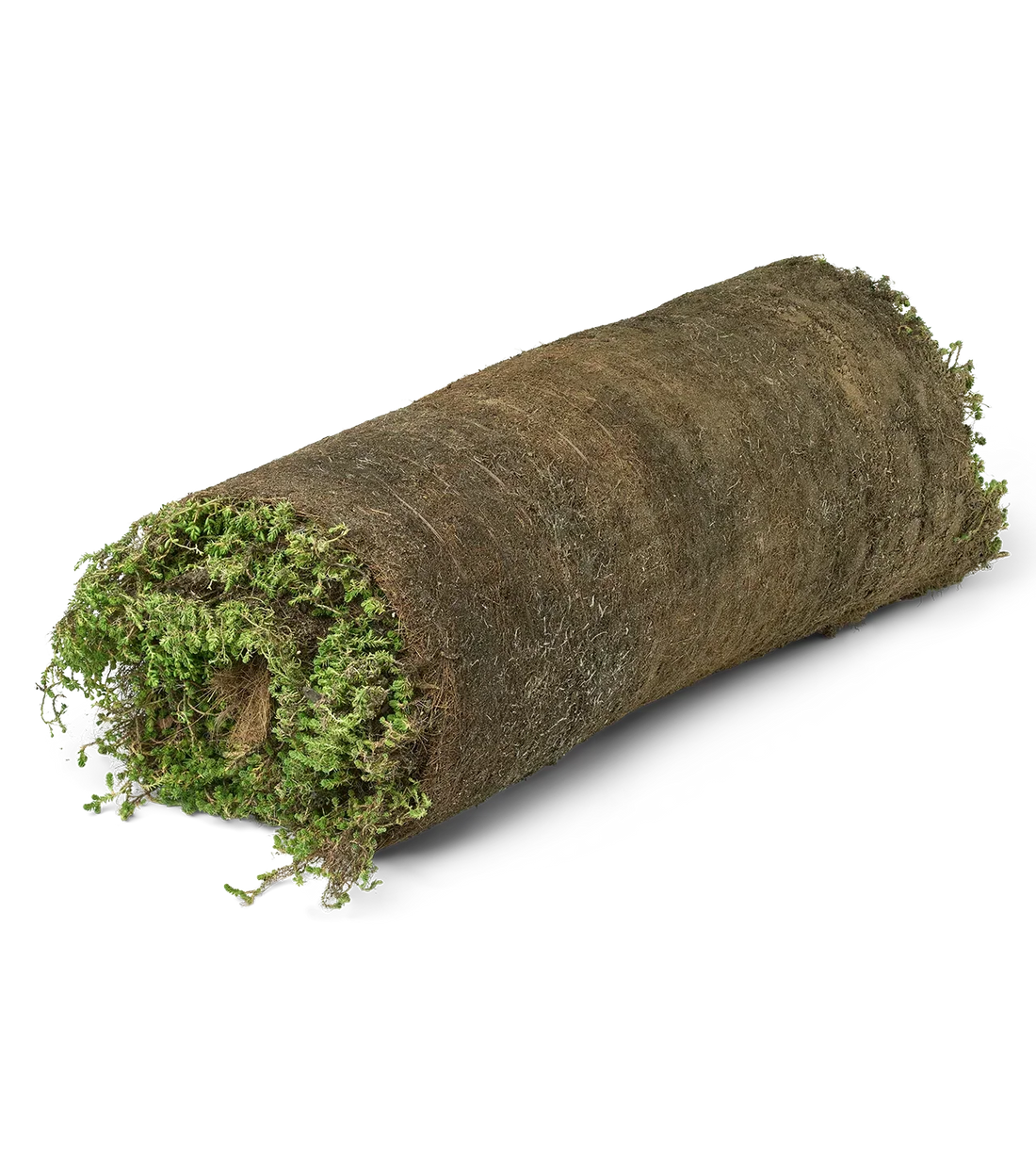 Sedummåtter vs. Sedumbakker - Hvad skal du vælge?