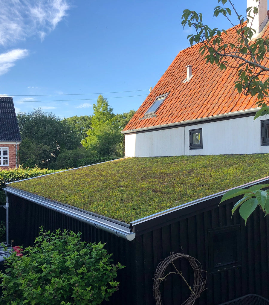 Færdigt sedumtag med NordicTray sedumbakker