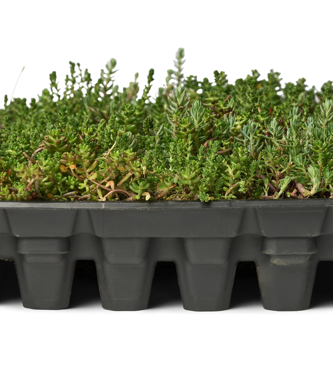 Sedumbakker - NordicTray™