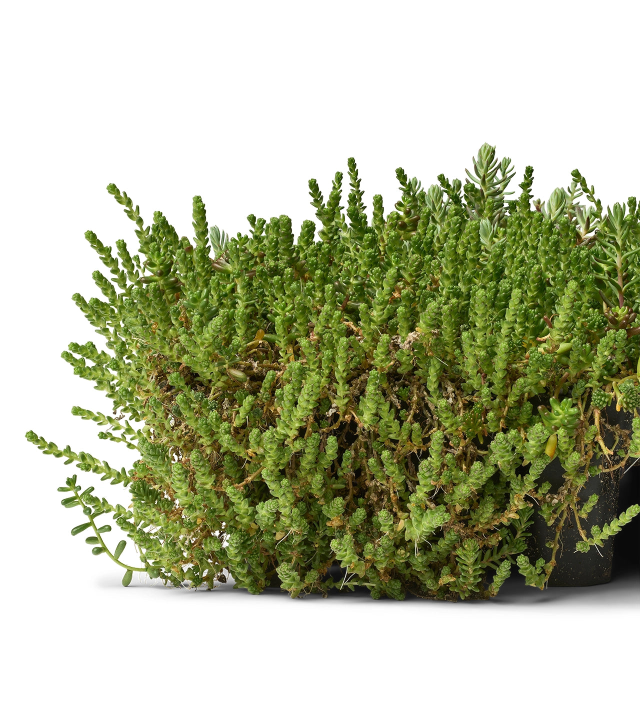 Sedumbakker - NordicTray™