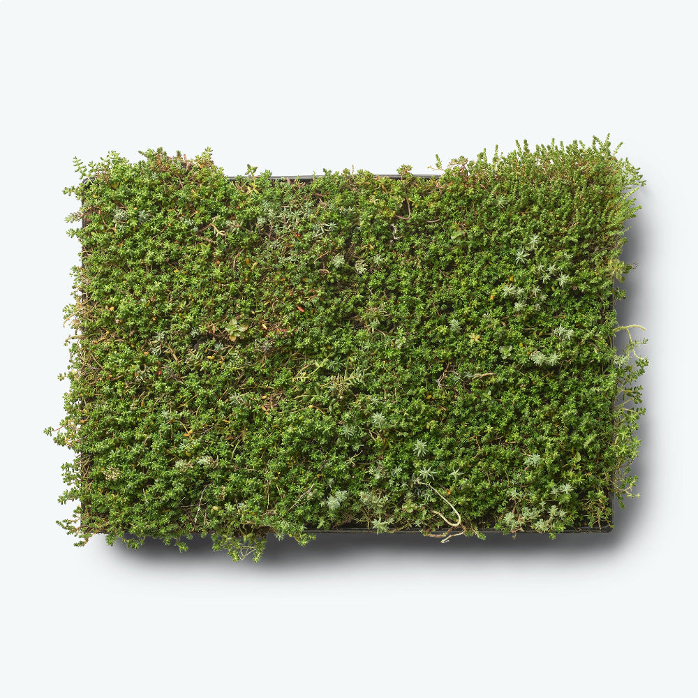 Sedumbakker - NordicTray™