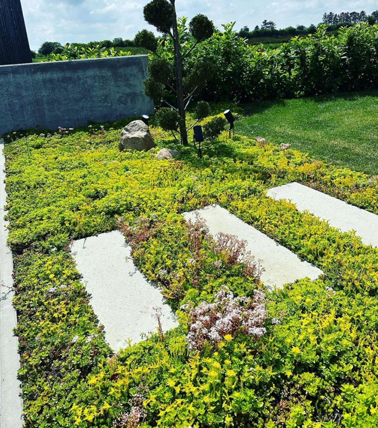 Sedummåtter - NordicMat™