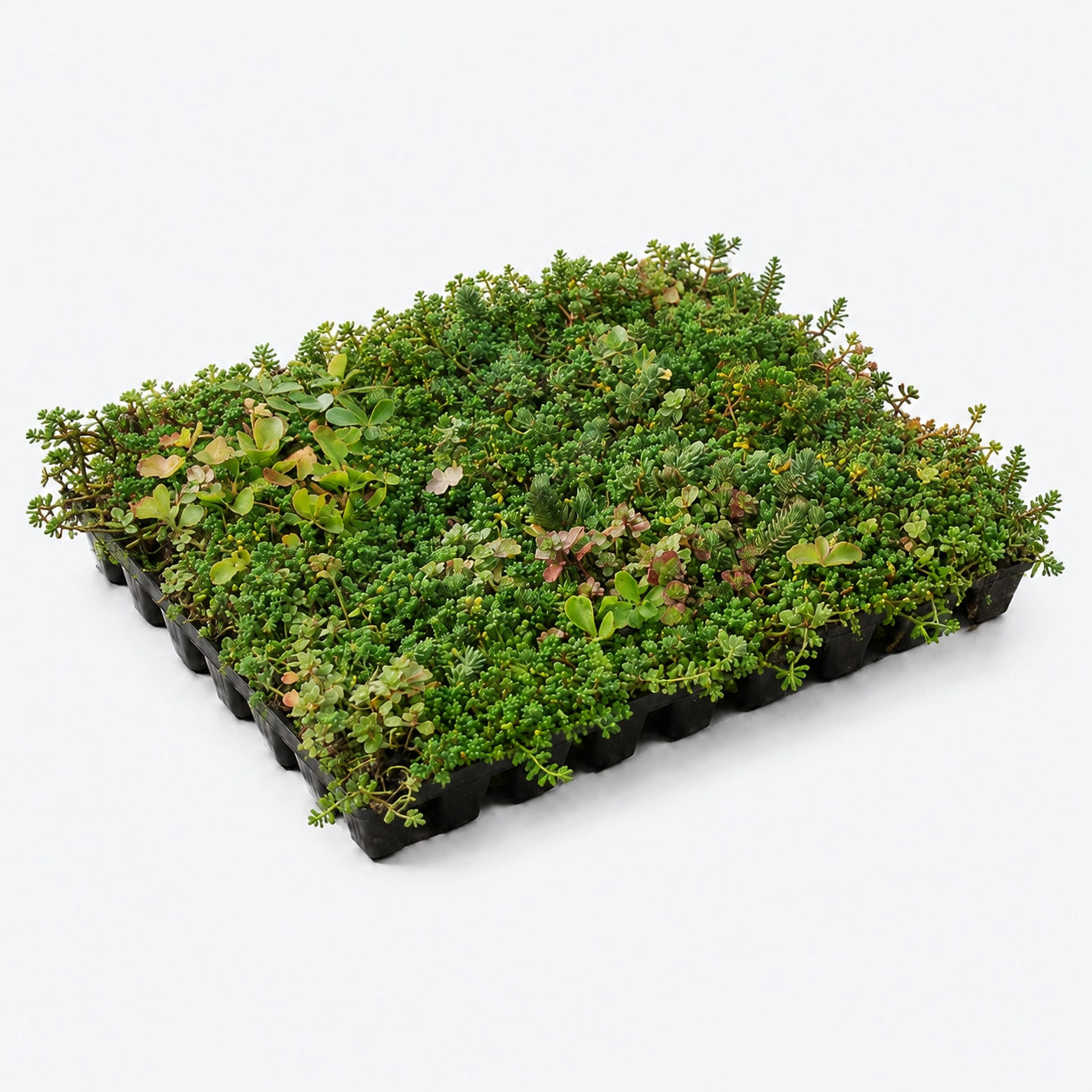 Sedumbakker - NordicTray™