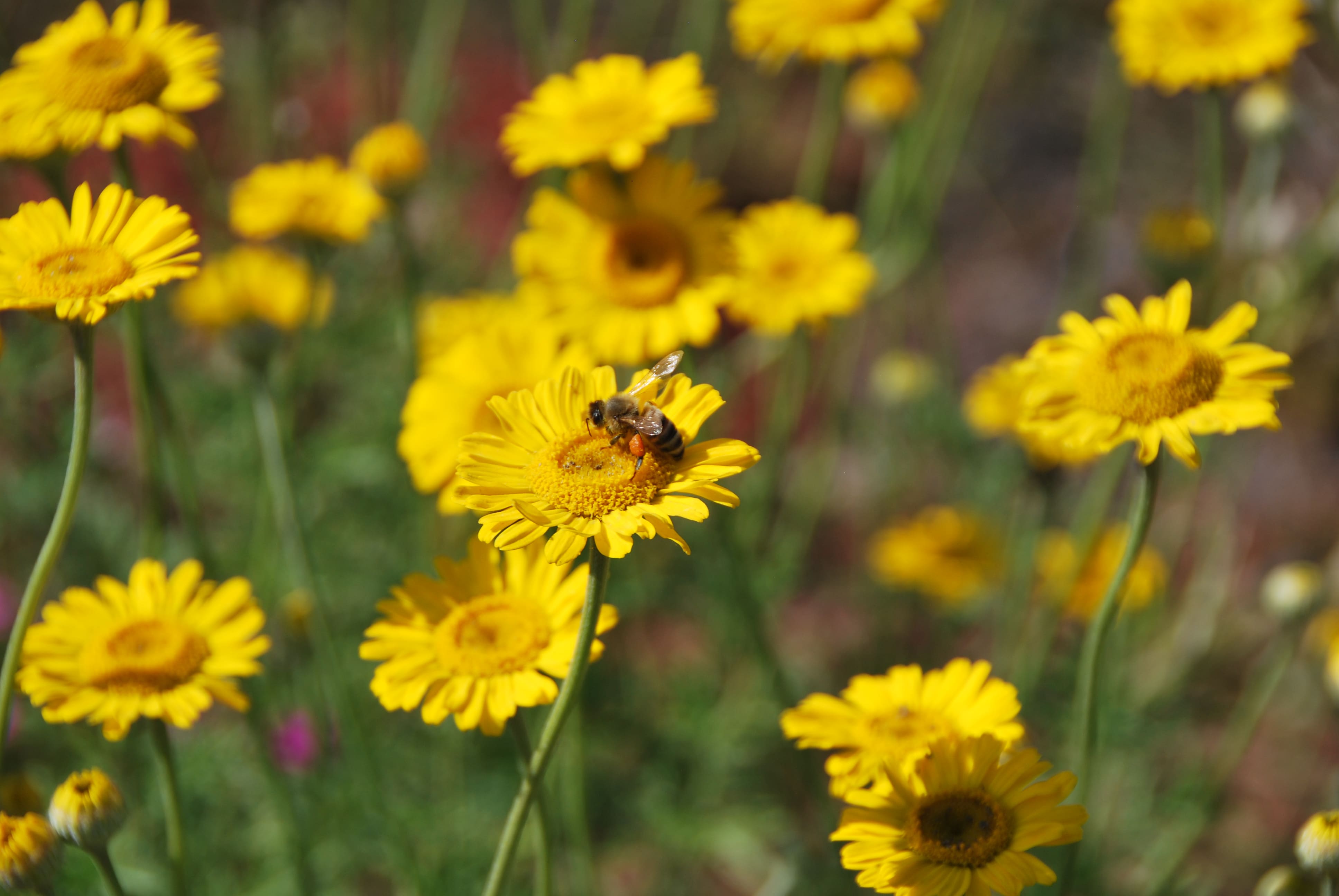 Biodiversitetsmåtte - NordicWild™