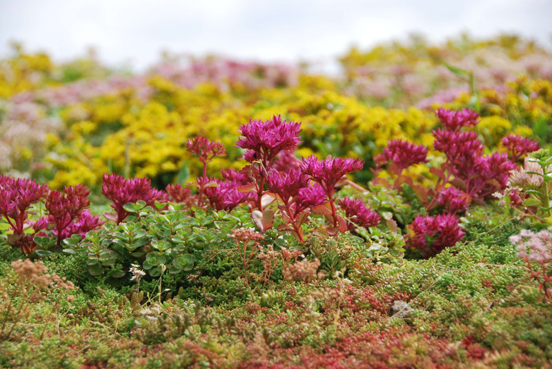 Sedum i blomst