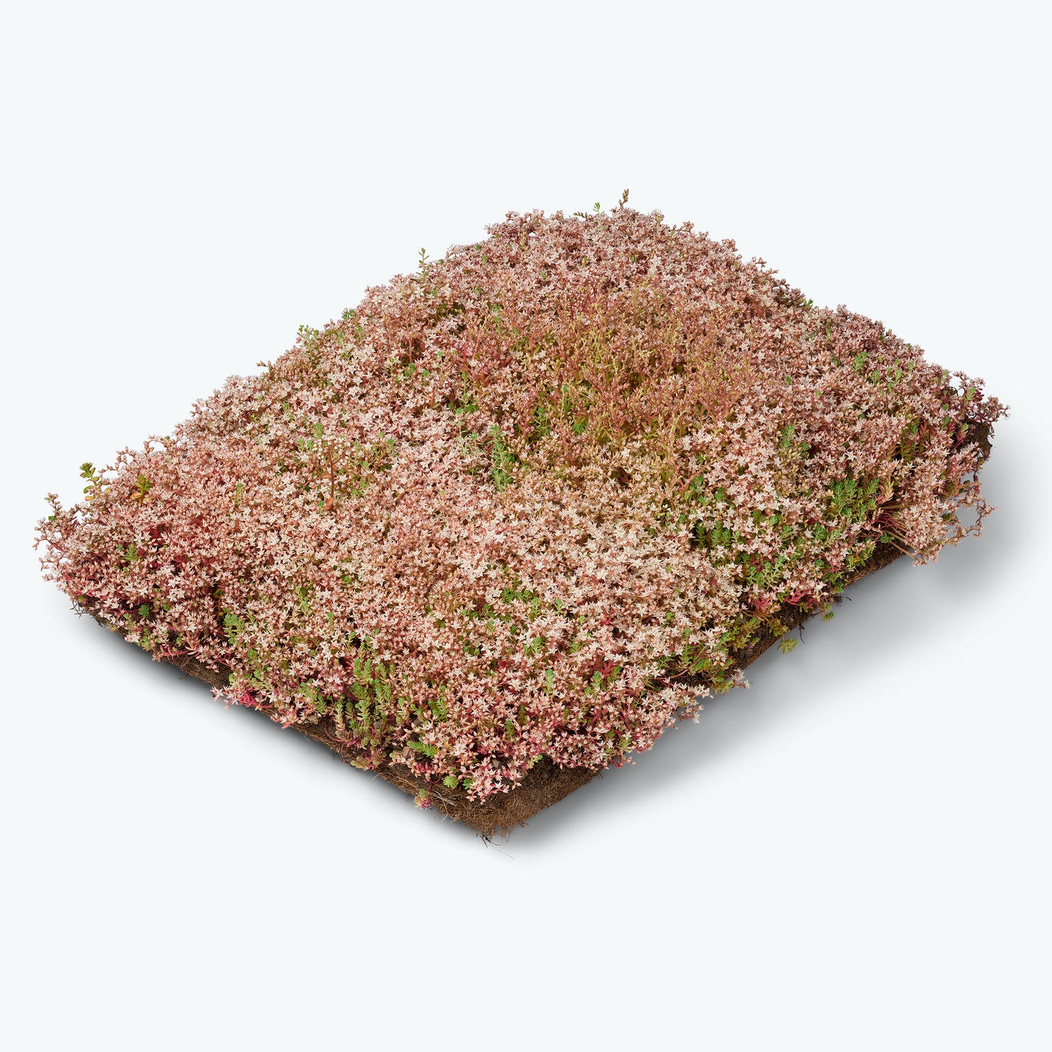 Sedumbakker - Ecoflora™