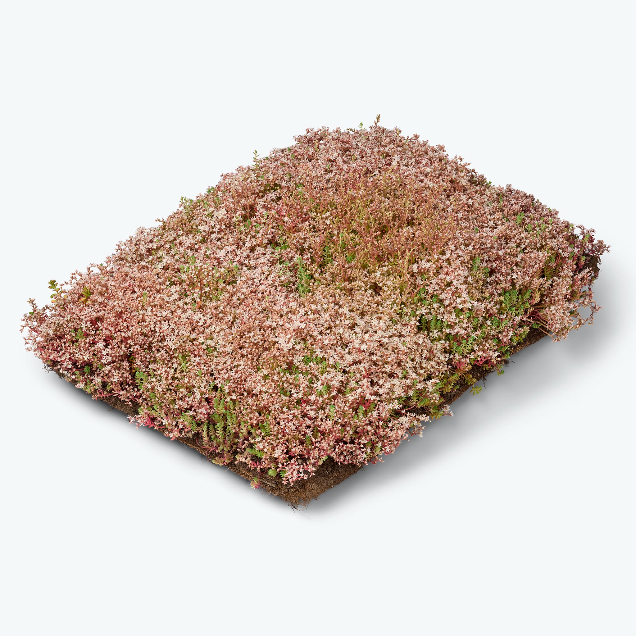 Sedumbakker - Ecoflora™