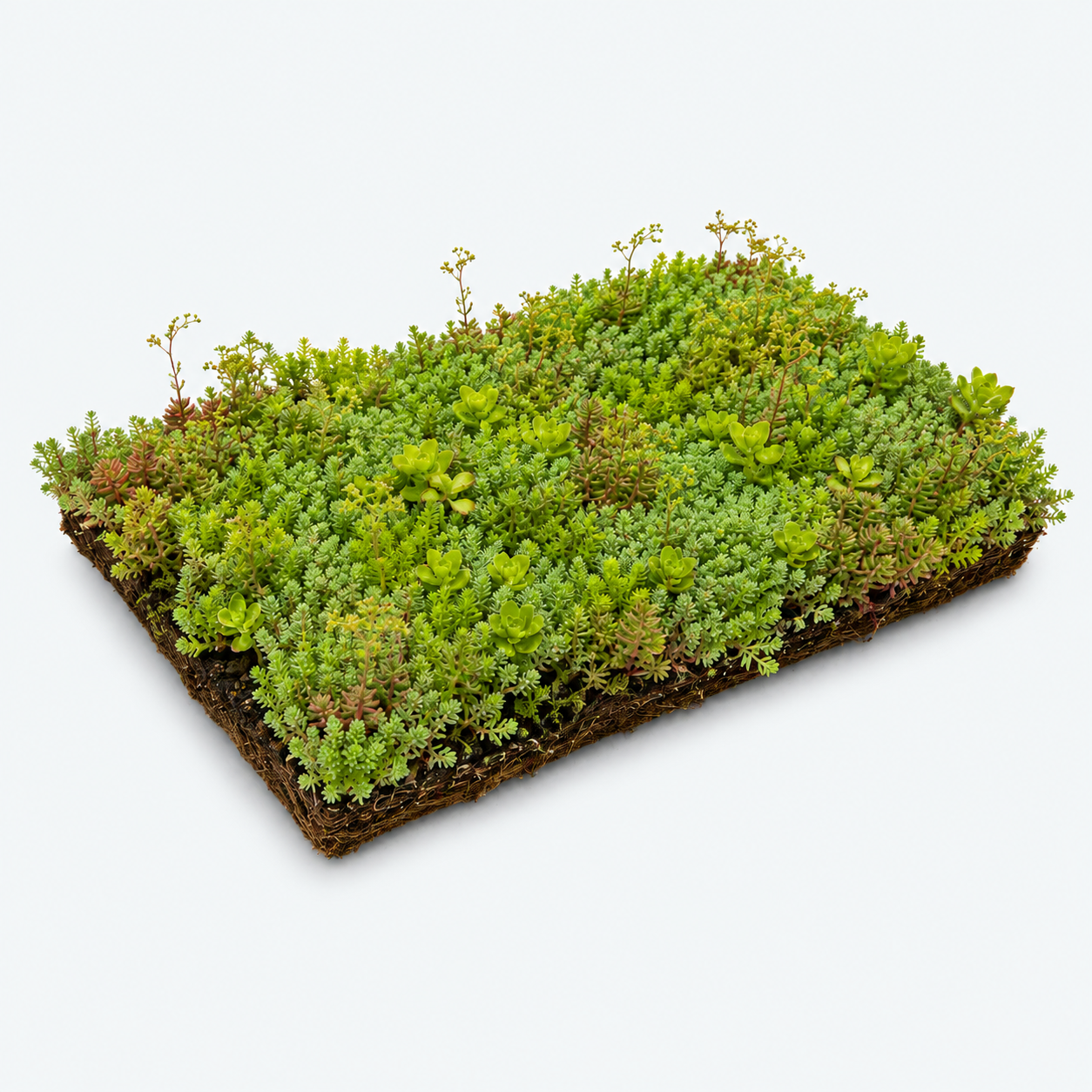 Sedumbakker - Ecoflora™