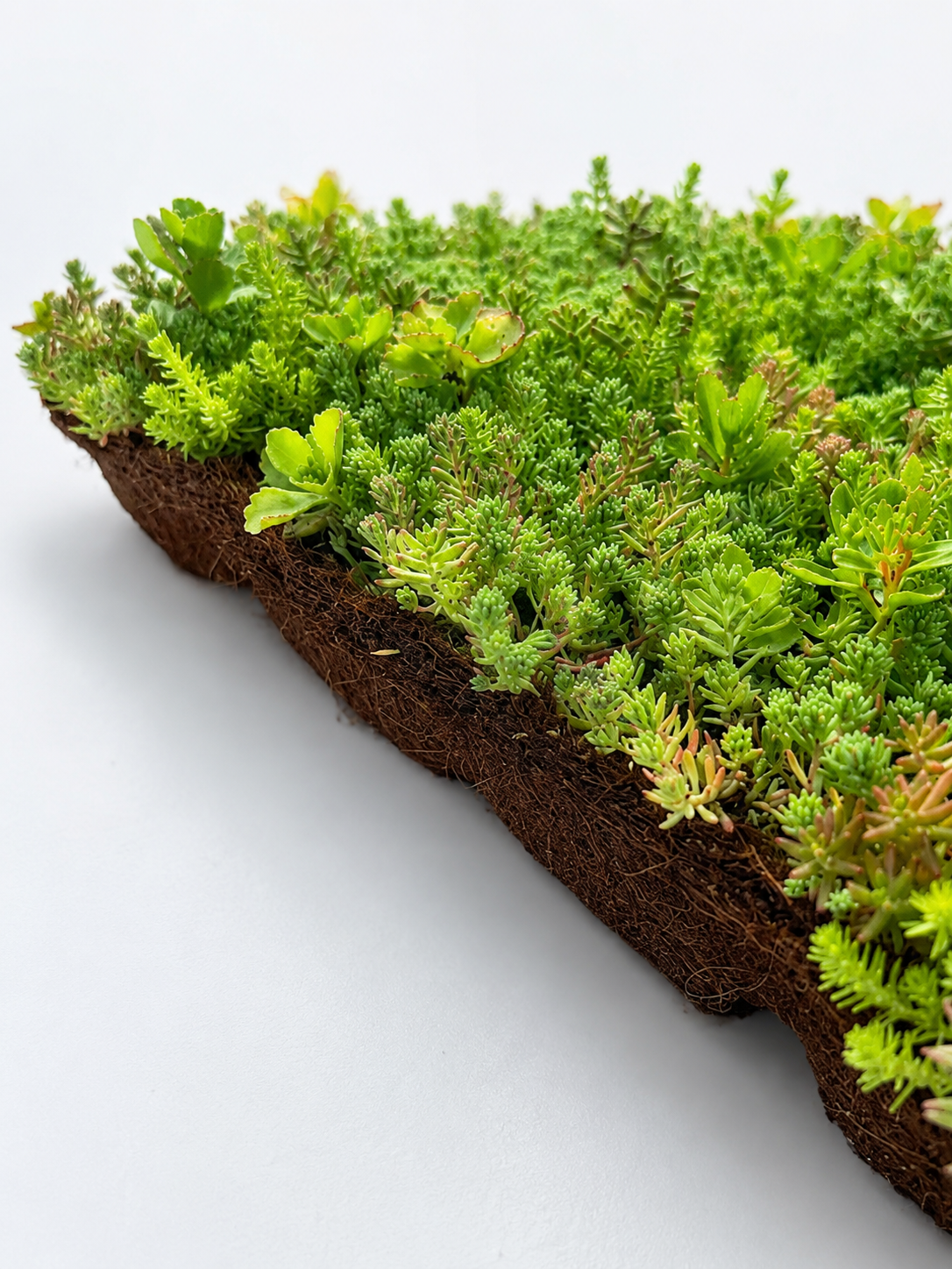 Sedumbakker - Ecoflora™