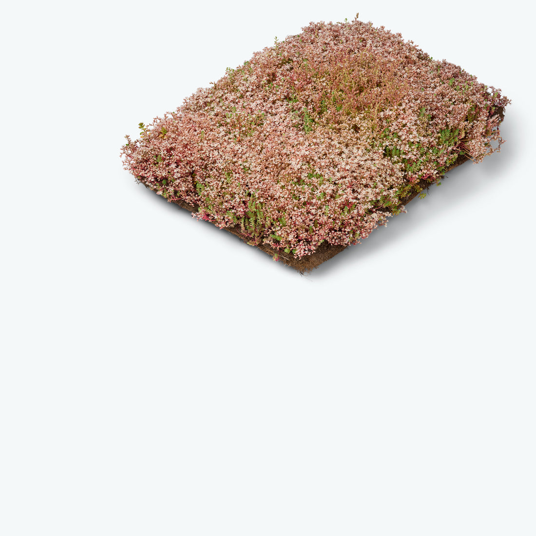 Ecoflora Sedumbakker