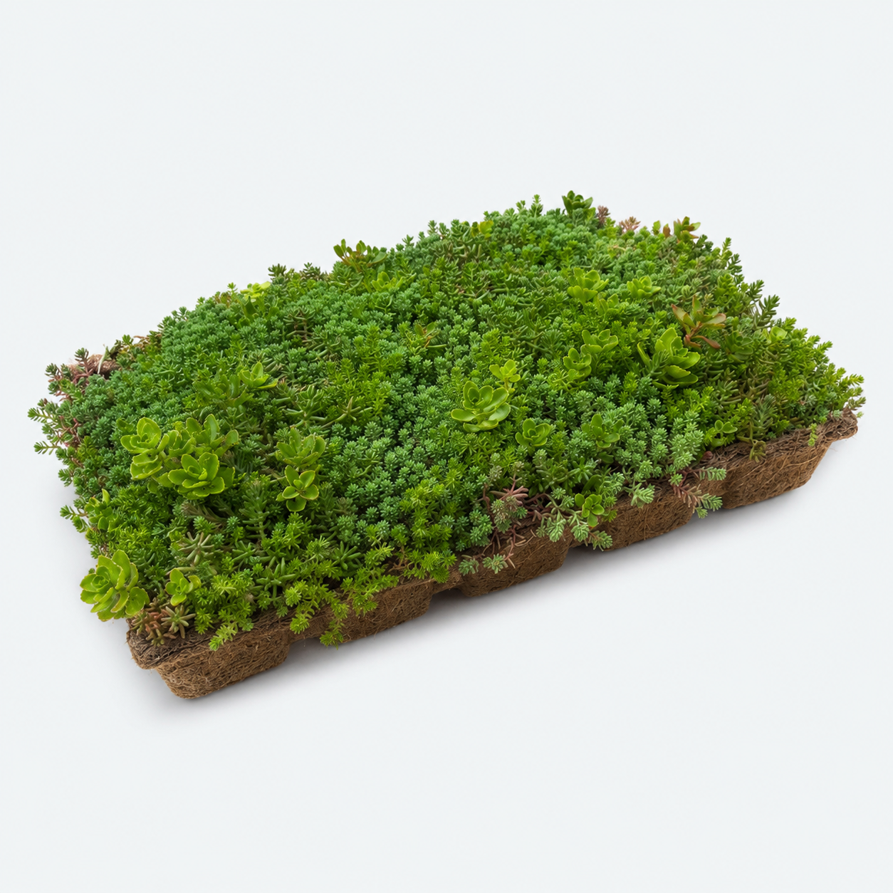 Sedumbakker - Ecoflora™