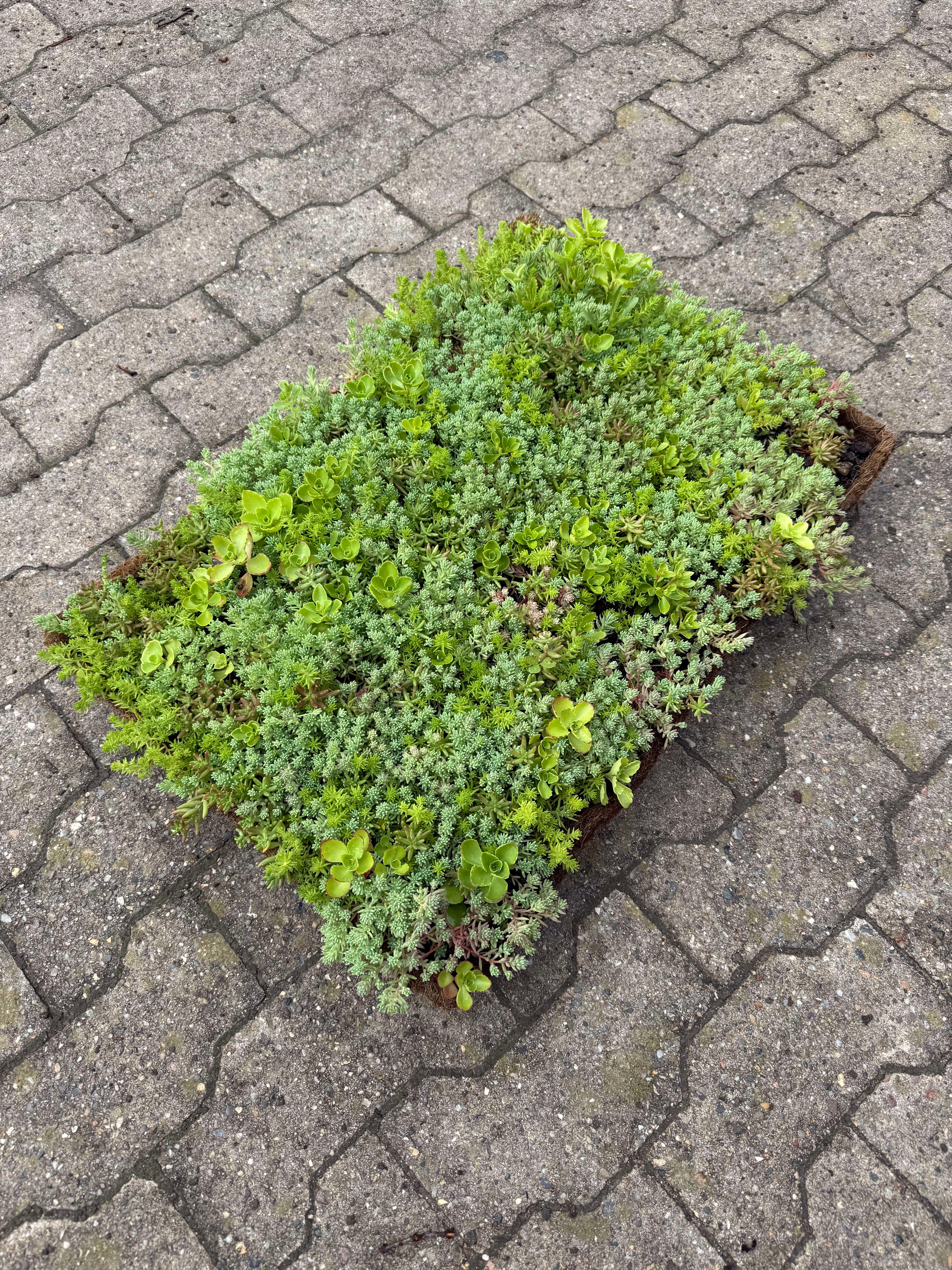Sedumbakker - Ecoflora™