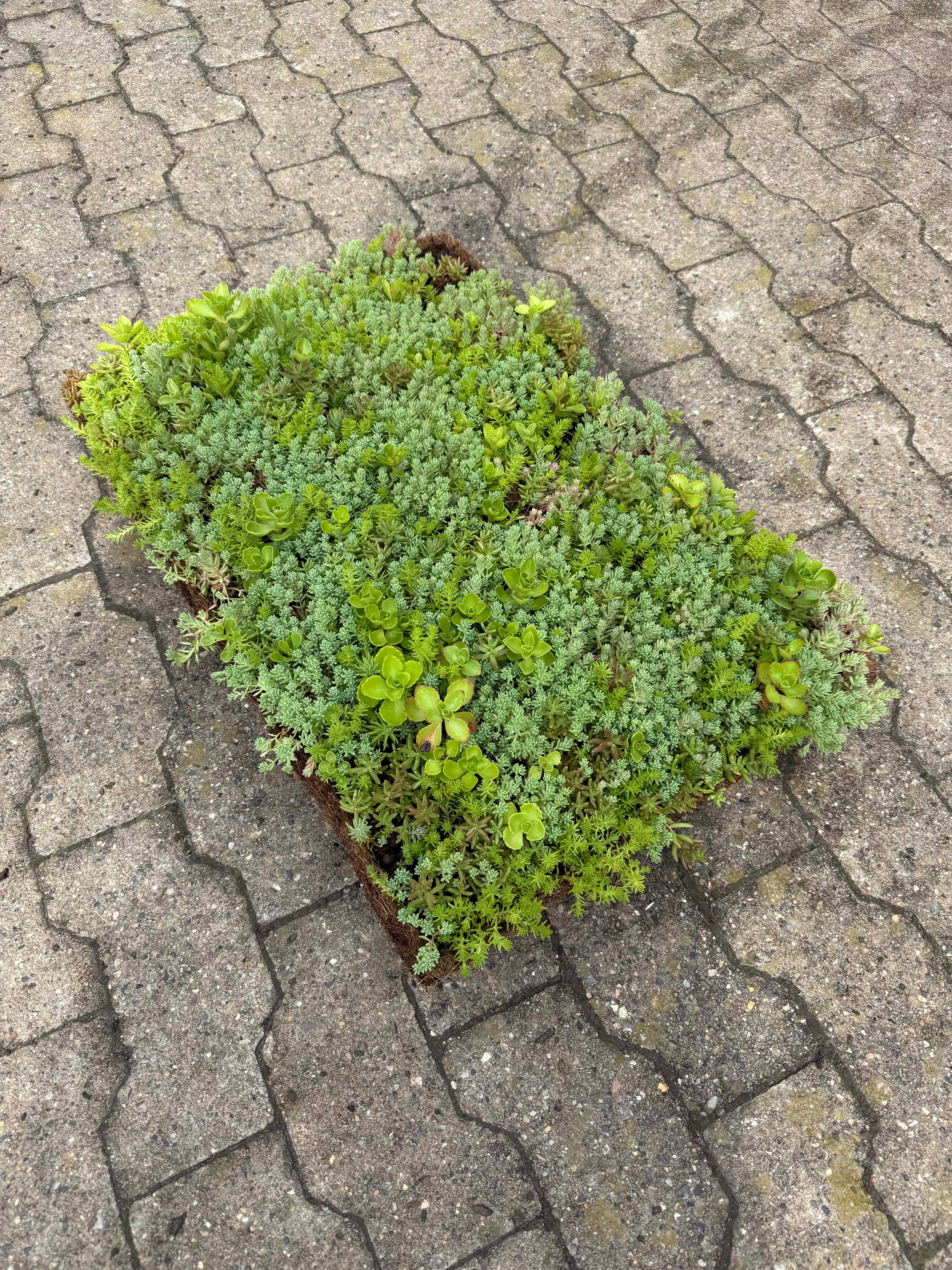 Sedumbakker - Ecoflora™