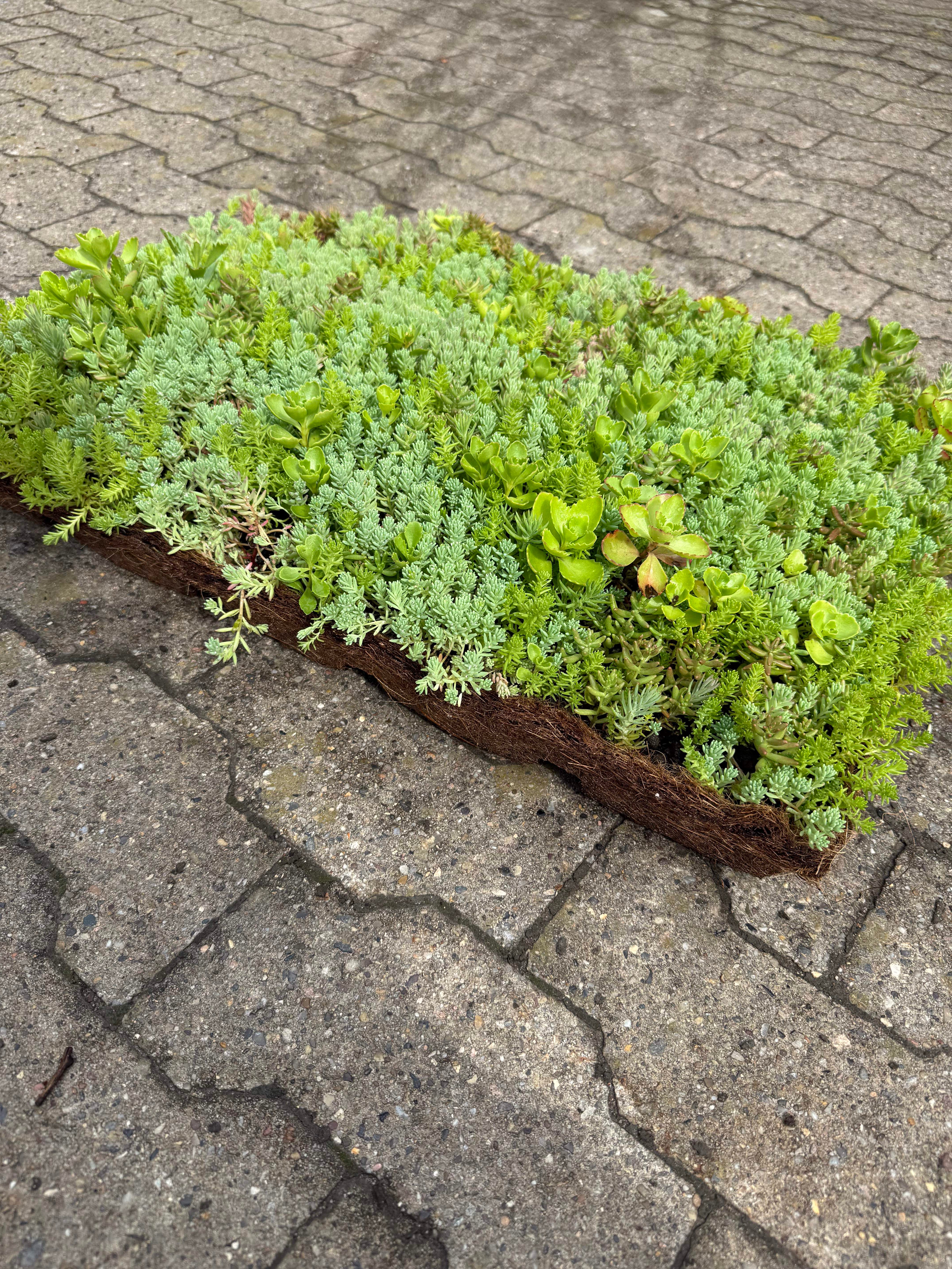 Sedumbakker - Ecoflora™