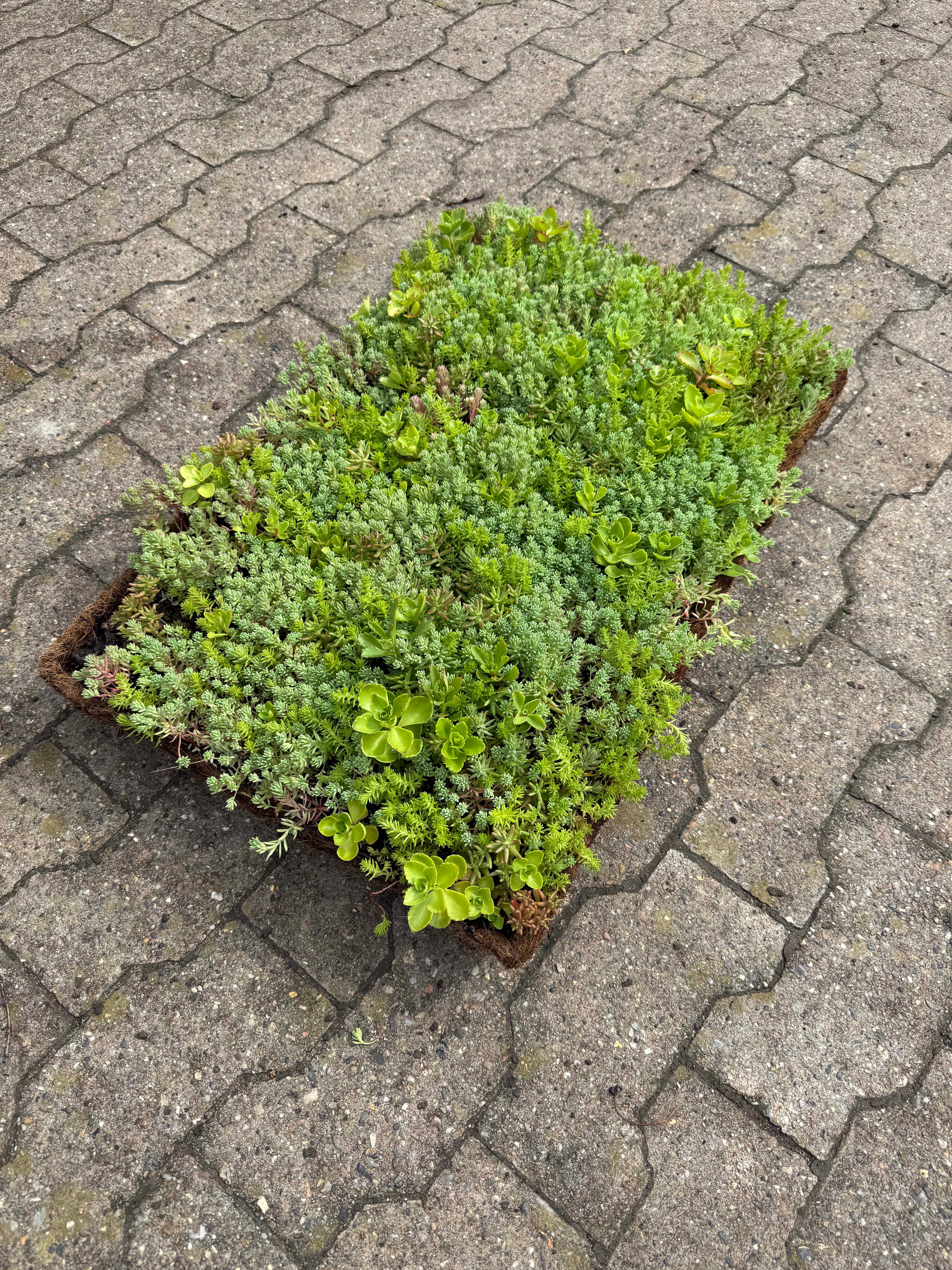 Sedumbakker - Ecoflora™