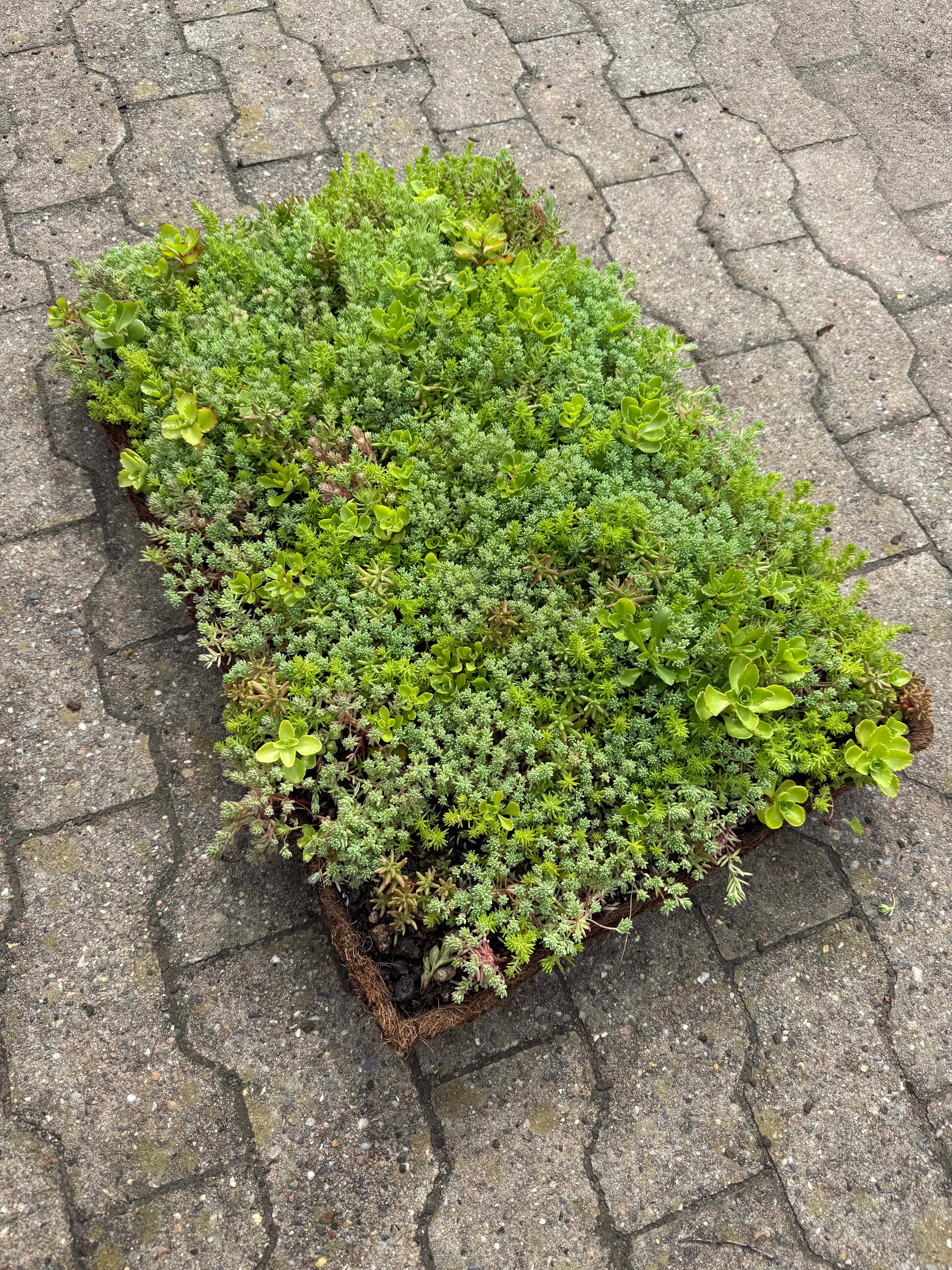Sedumbakker - Ecoflora™