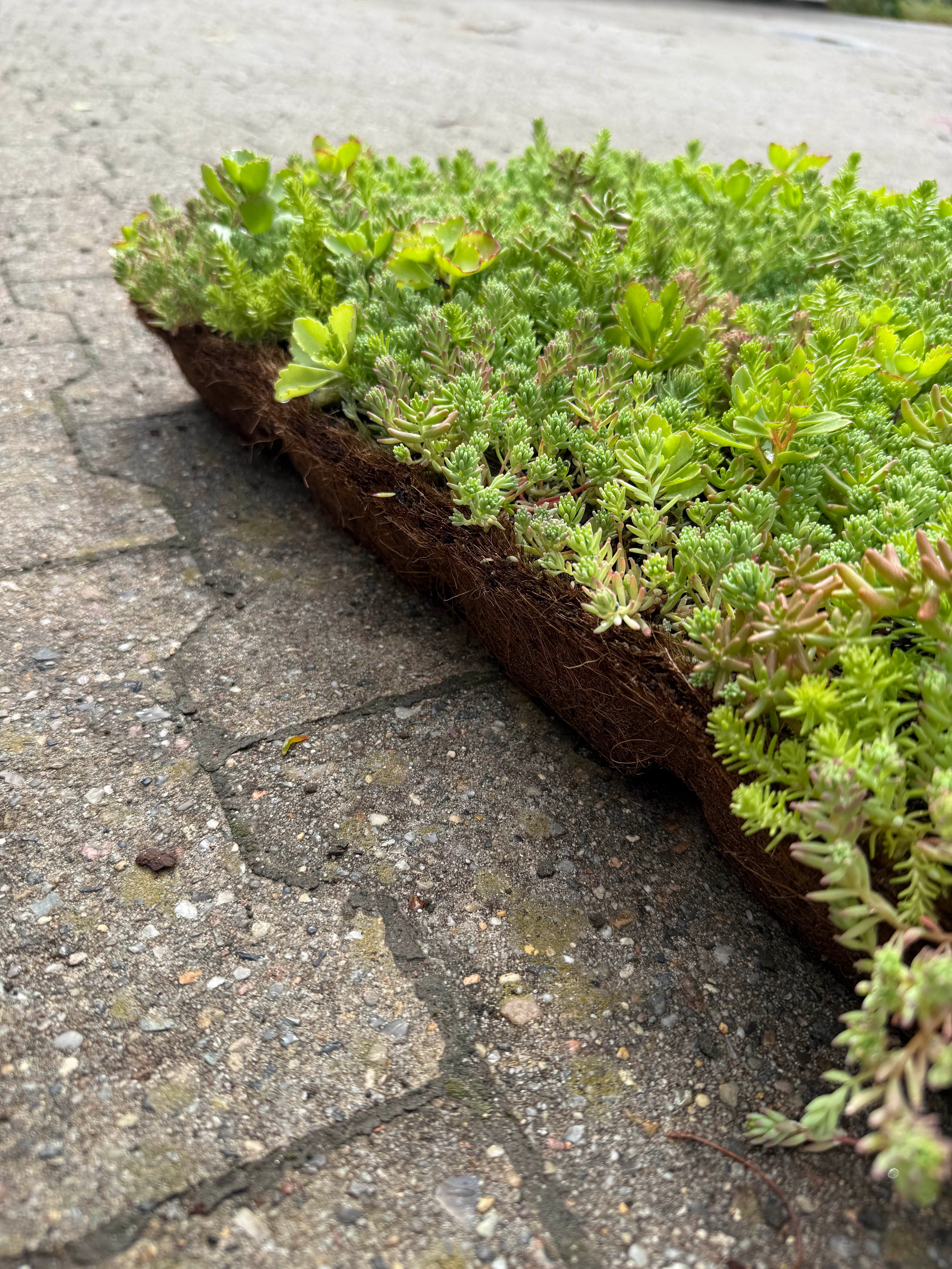 Sedumbakker - Ecoflora™