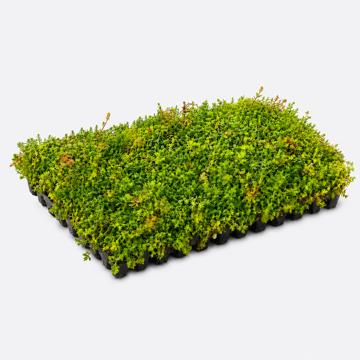 Sedumbakker - NordicTray™