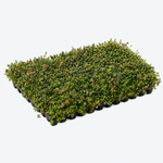 Sedumbakker - NordicTray™