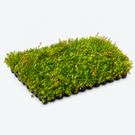 Sedumbakker - NordicTray™