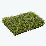 Sedumbakker - NordicTray™