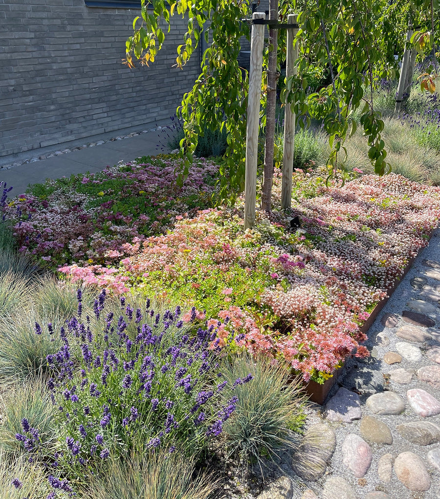 Sedum til haven