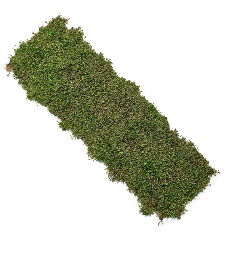 Sedummåtte tæt plantedækning