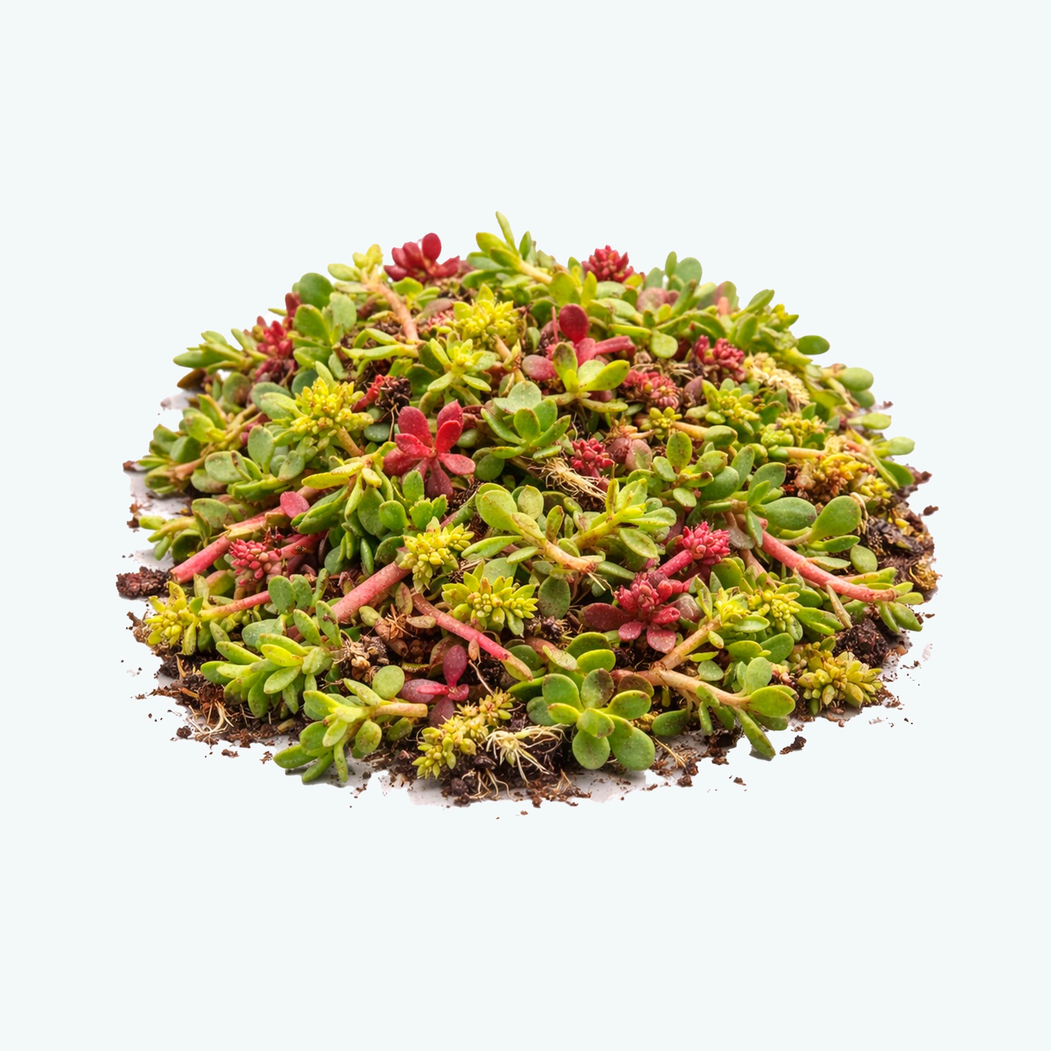 Sedumstiklinger til grønne tage