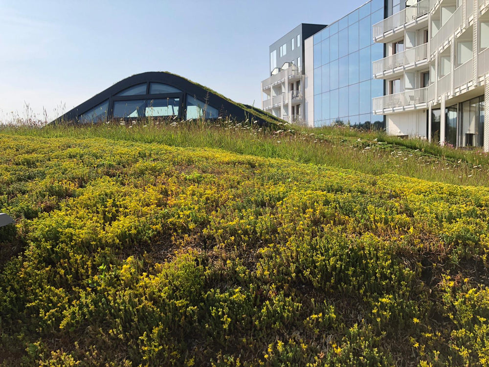 Sedumtag fra Growtek