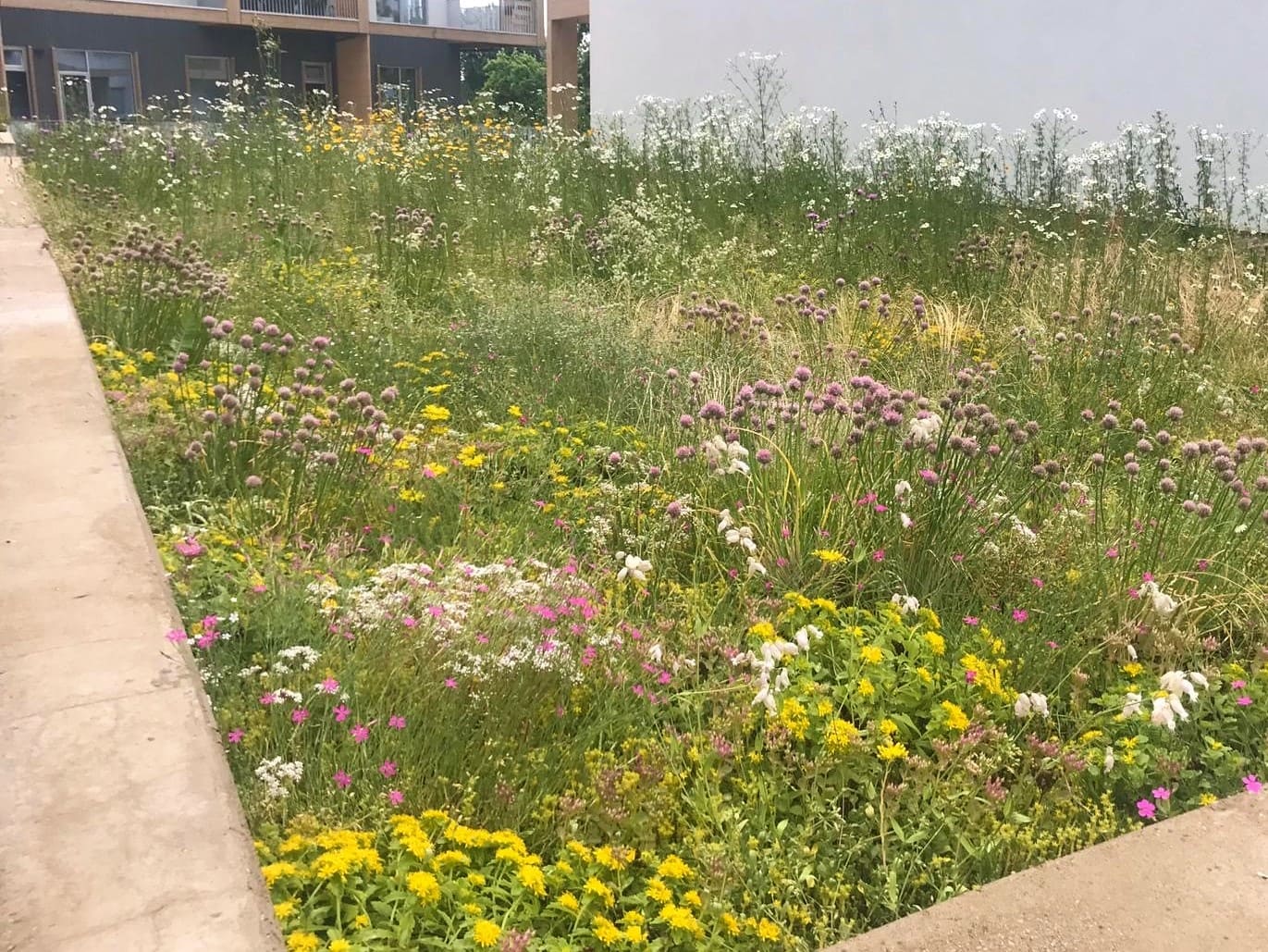 Biodiversitetsmåtte - NordicWild™