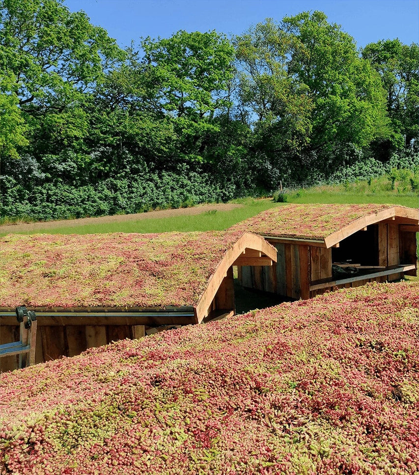 SedumLight™ Opbygning