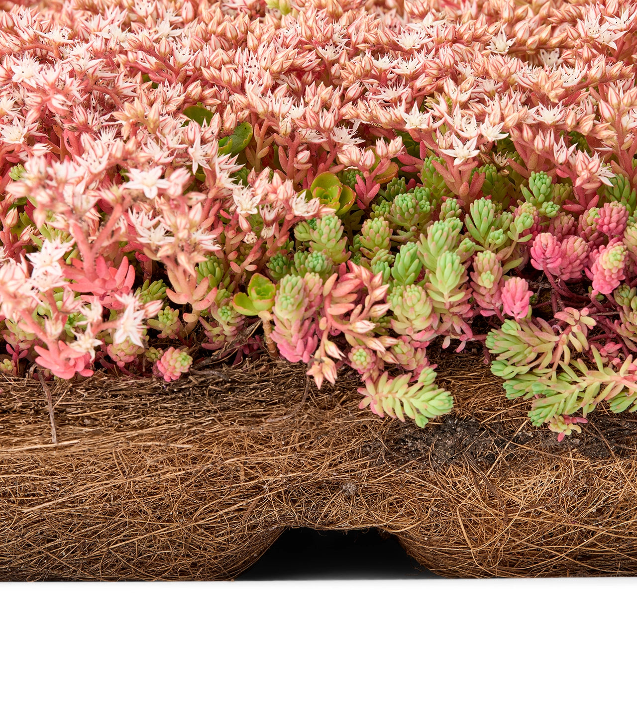 Sedumbakker - Ecoflora™