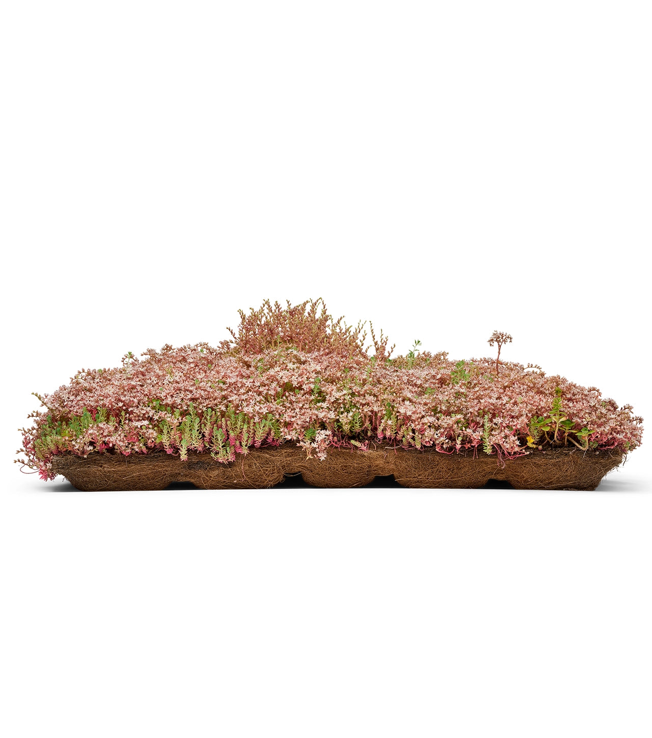 Sedumbakker - Ecoflora™