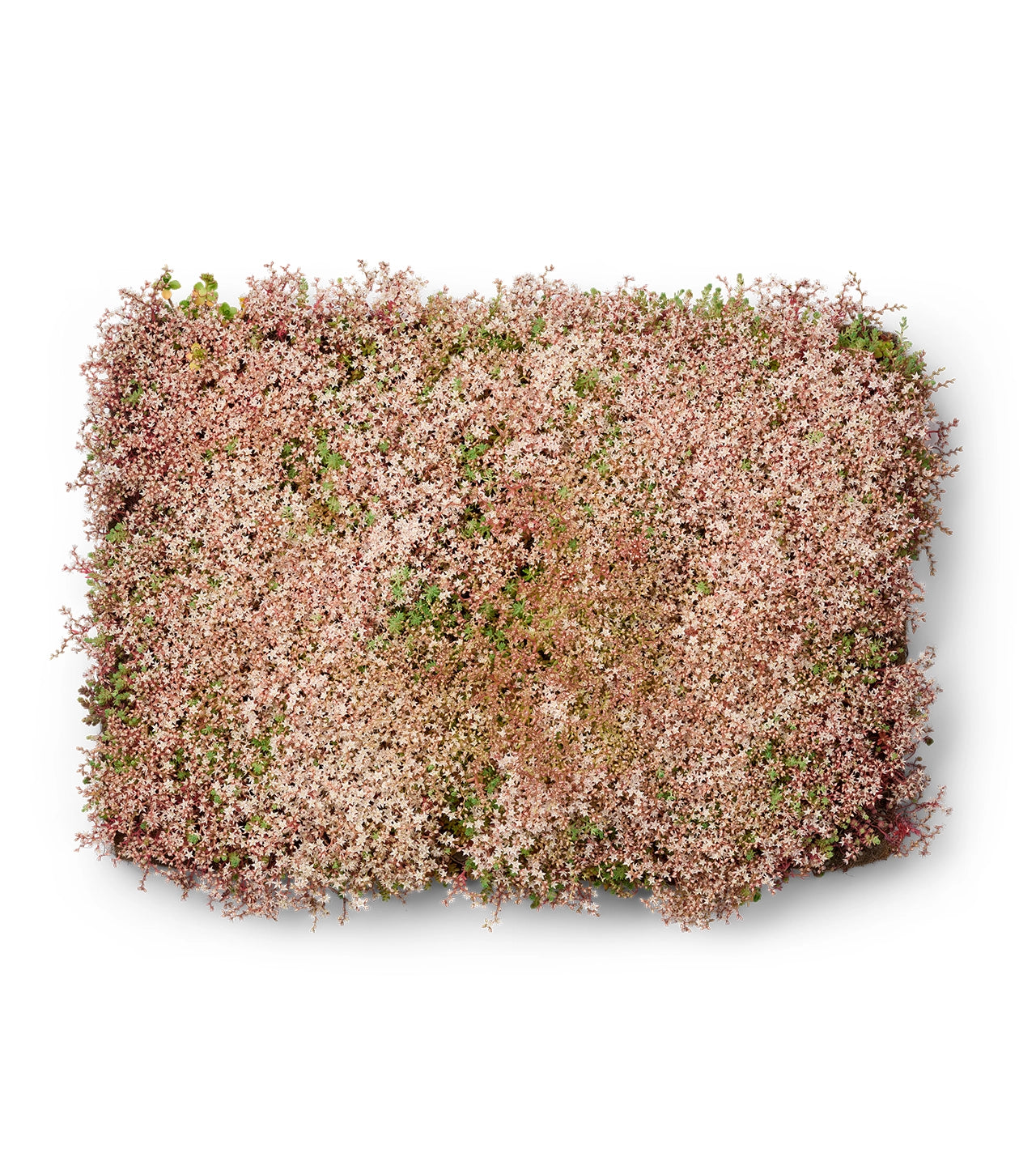 Sedumbakker - Ecoflora™