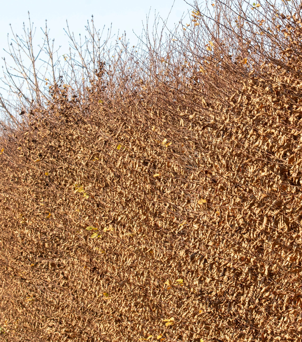 Growtek Færdighæk - Bøg