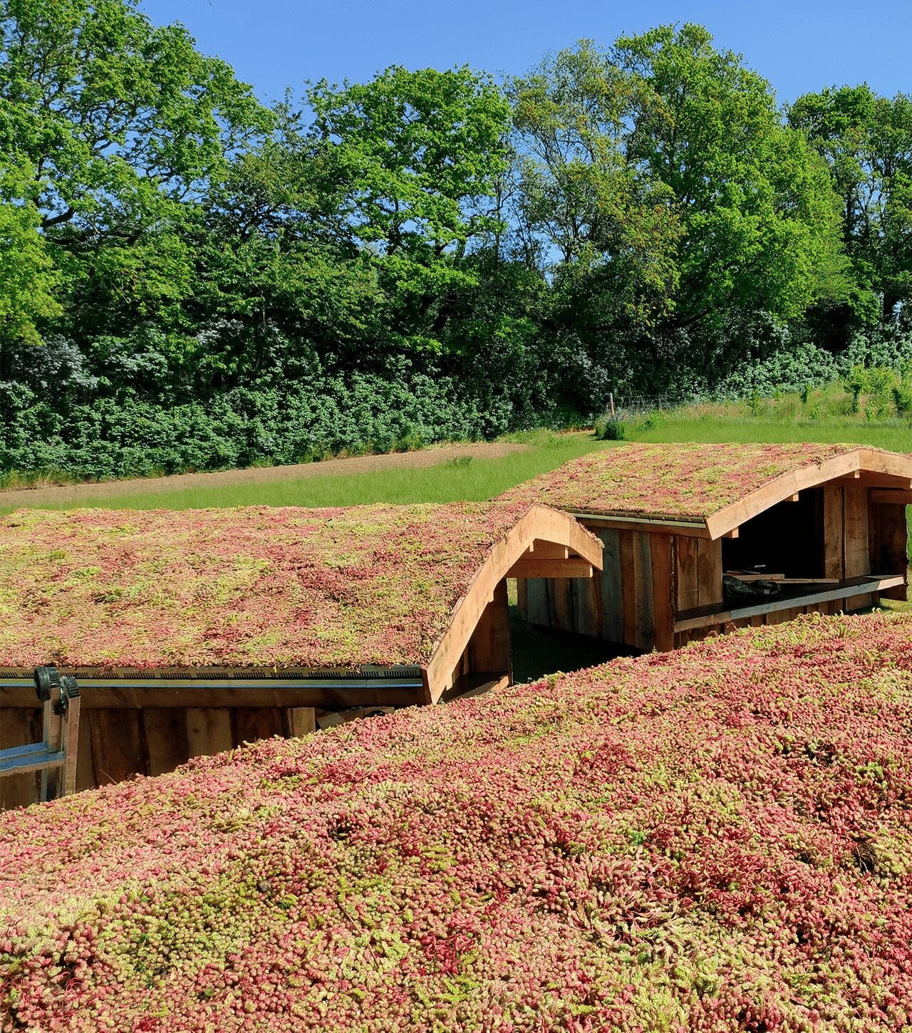 SedumPlus™ Opbygning